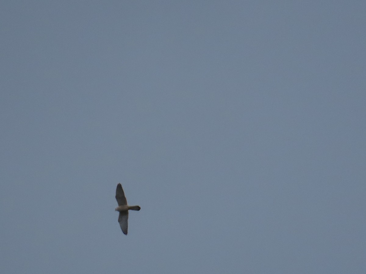Lesser Kestrel - ML642215142