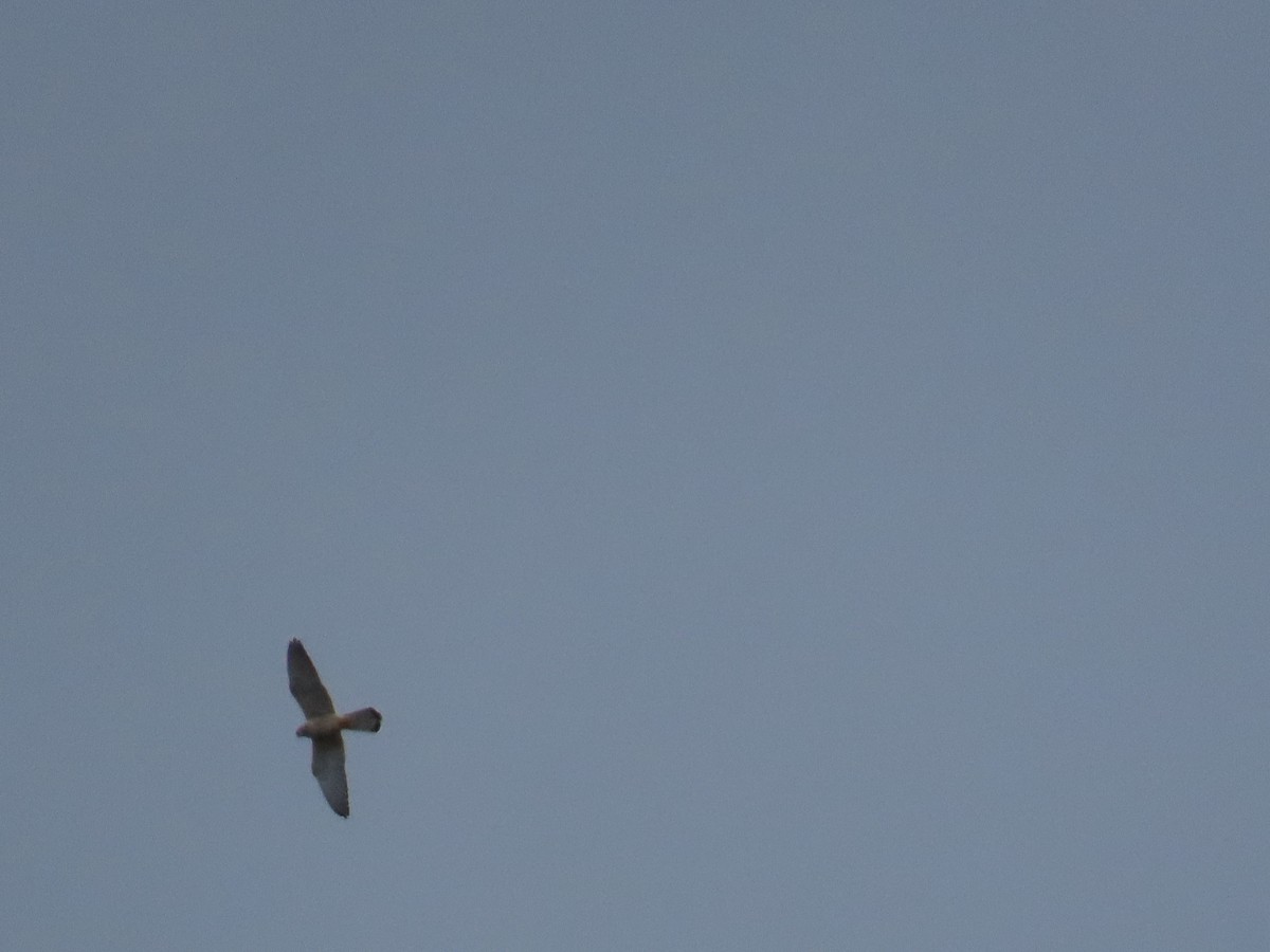 Lesser Kestrel - ML642215144
