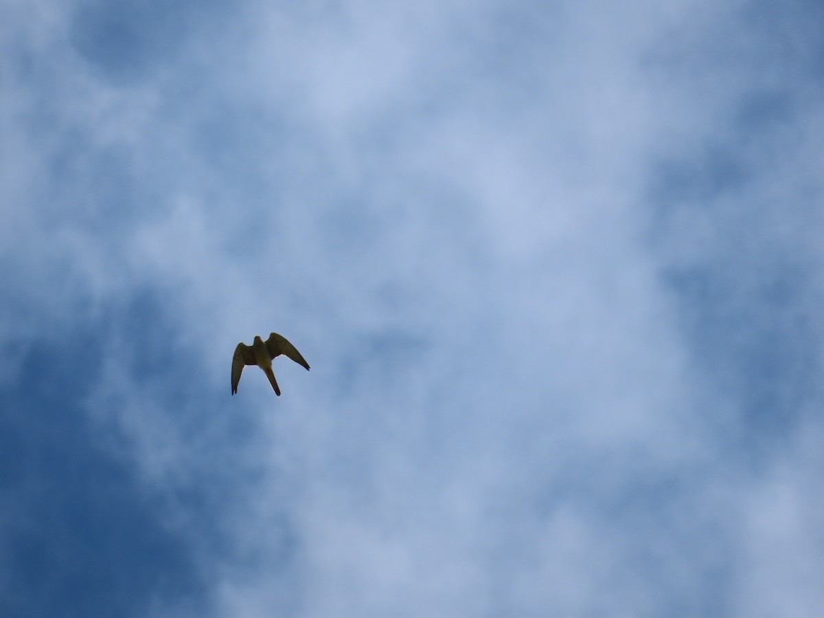Lesser Kestrel - ML642215145