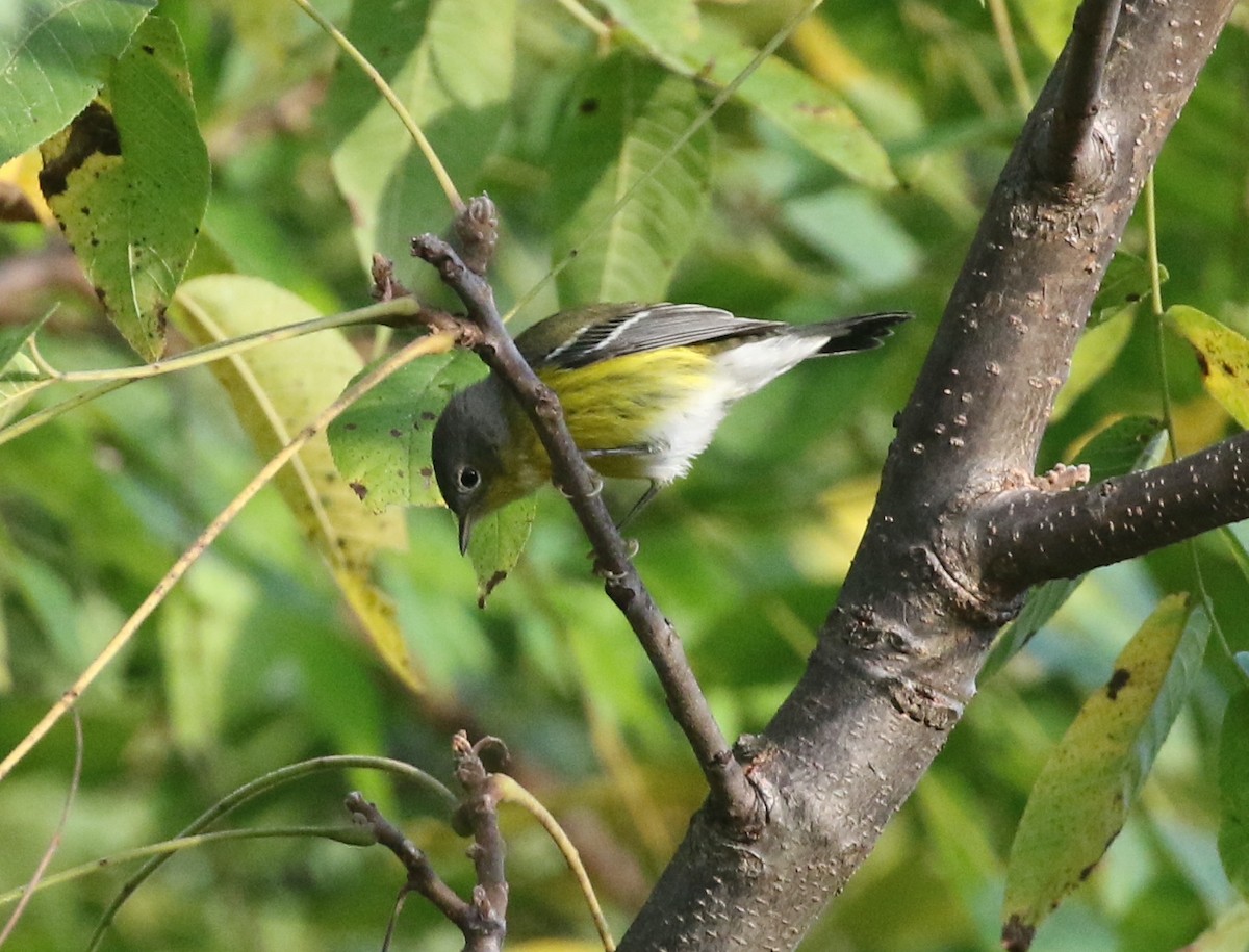 Magnolia Warbler - ML642215168