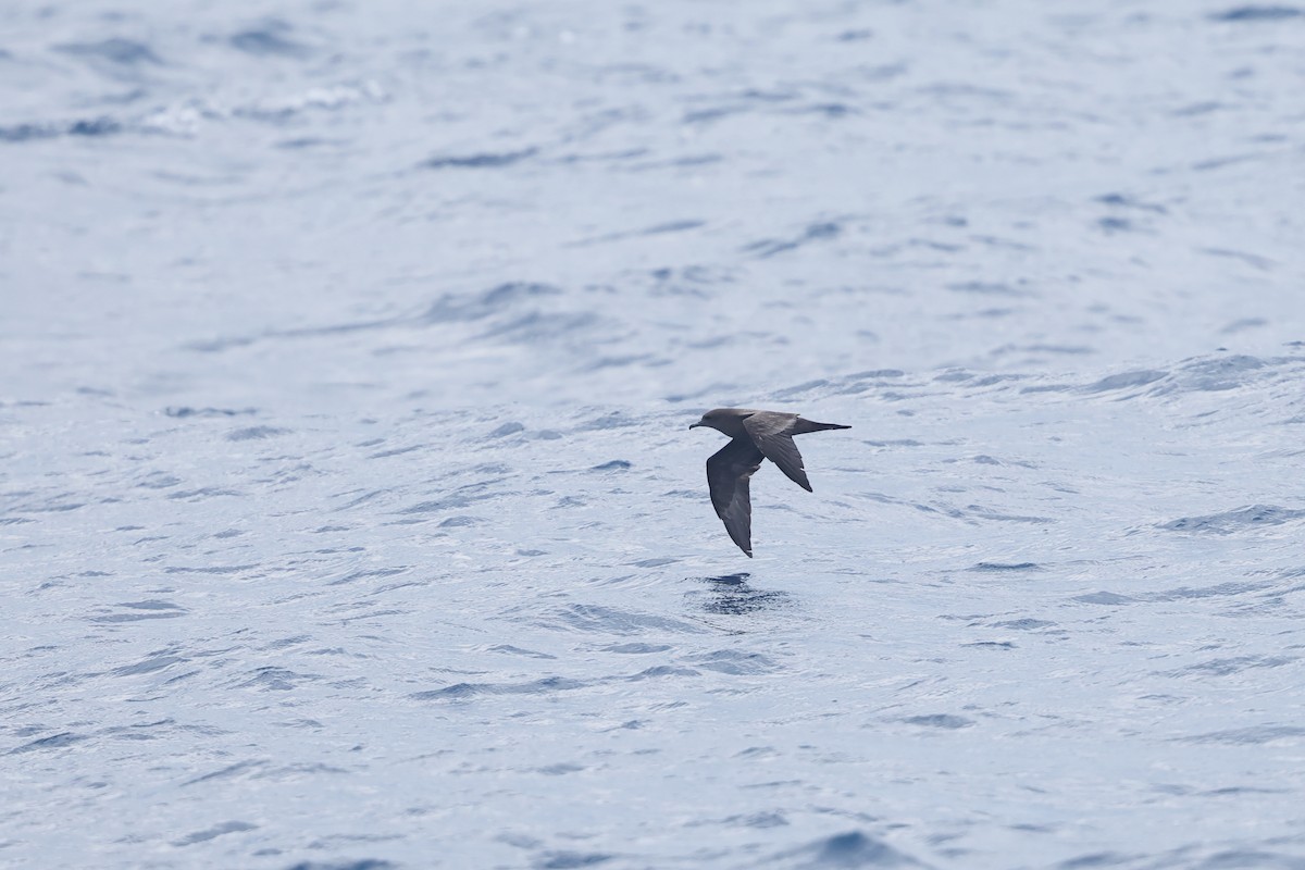 Wedge-tailed Shearwater - ML642215188