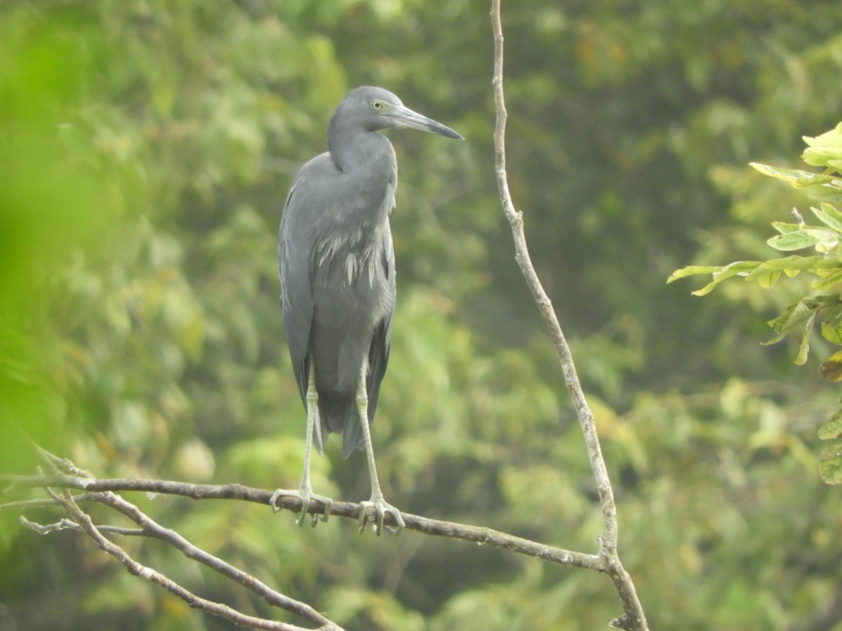 Little Blue Heron - ML642215190