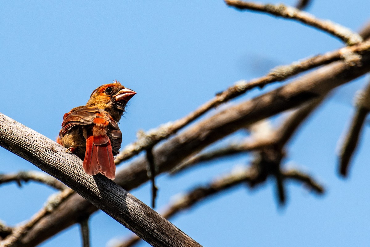 Northern Cardinal - ML642215195