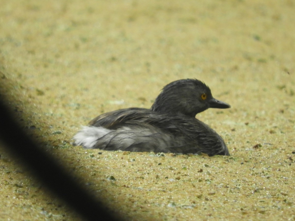 Least Grebe - ML642215200