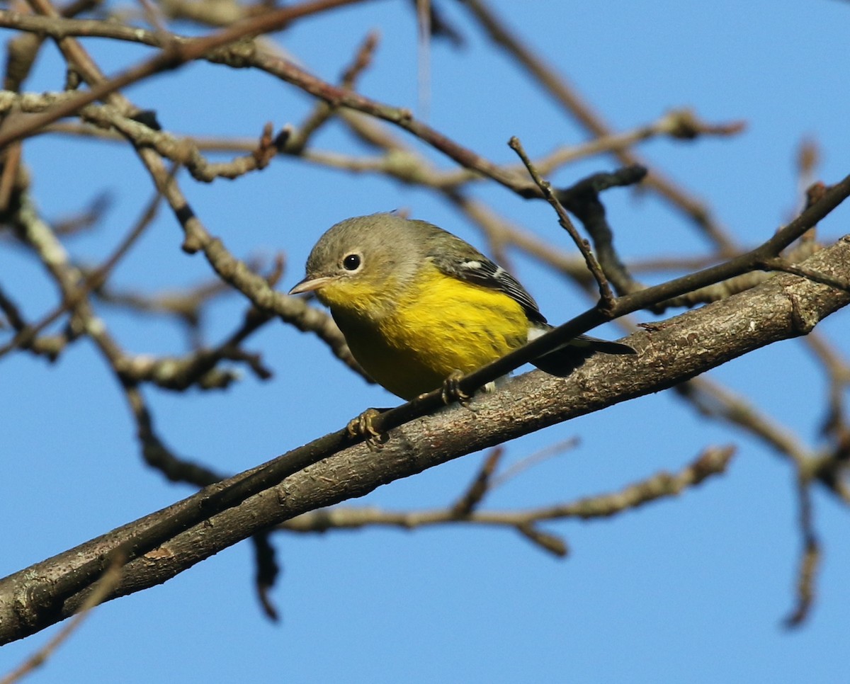 Magnolia Warbler - ML642215213