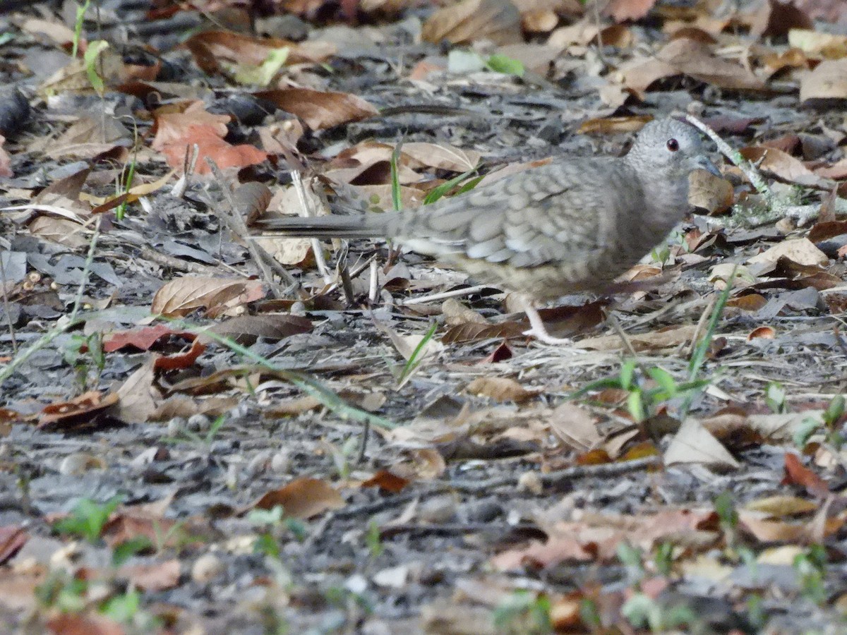 Inca Dove - ML642215233