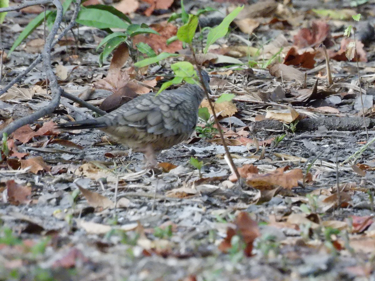 Inca Dove - ML642215234