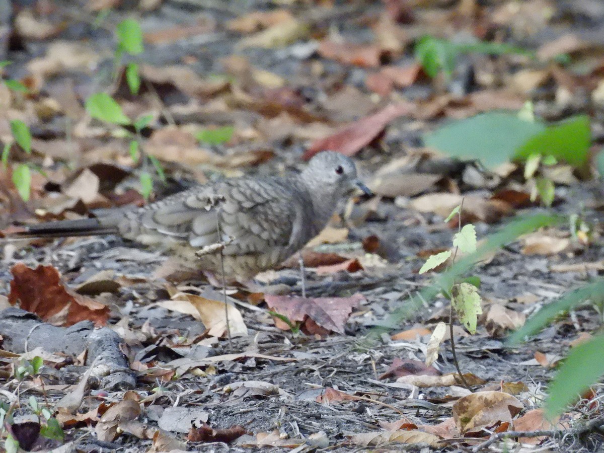 Inca Dove - ML642215251