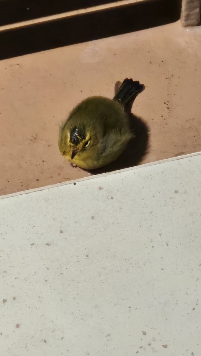 Wilson's Warbler - ML642215259