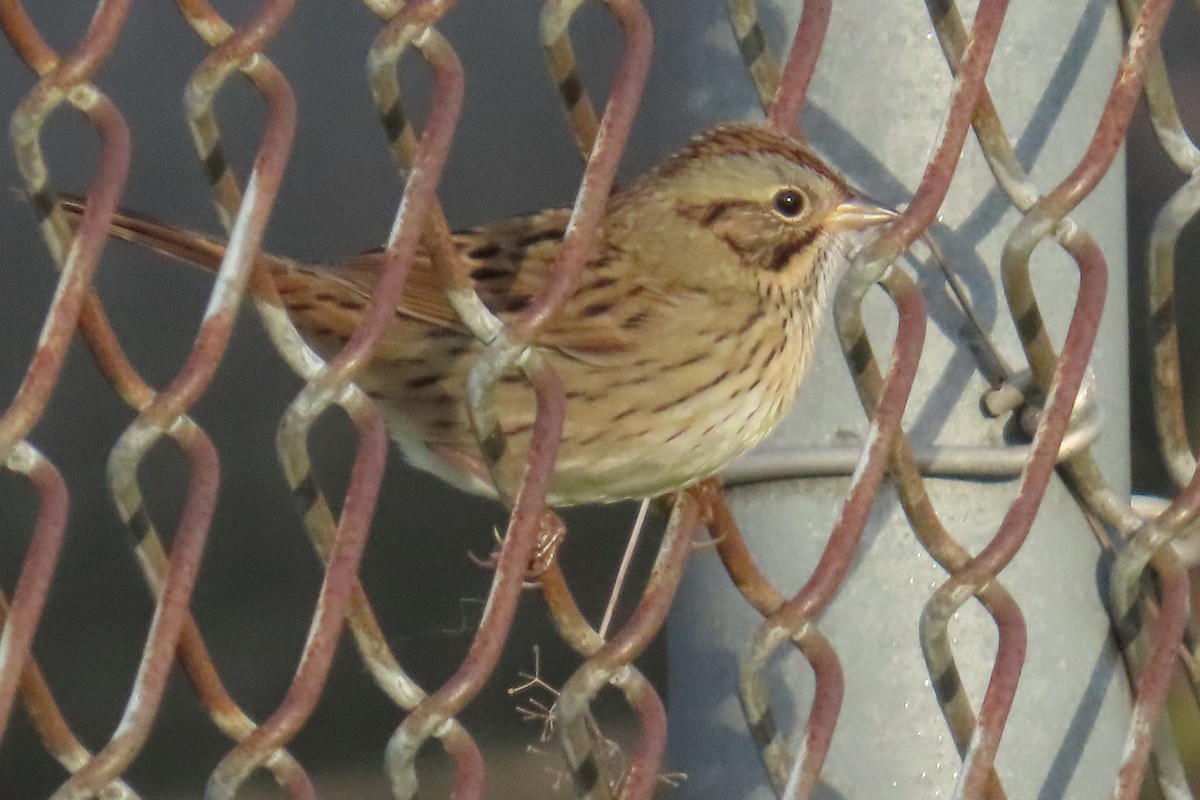 Lincoln's Sparrow - ML642215265