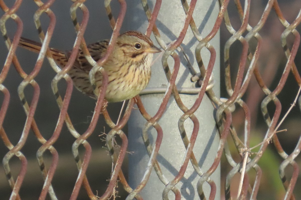 Lincoln's Sparrow - ML642215266