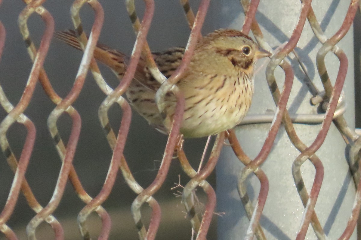 Lincoln's Sparrow - ML642215267