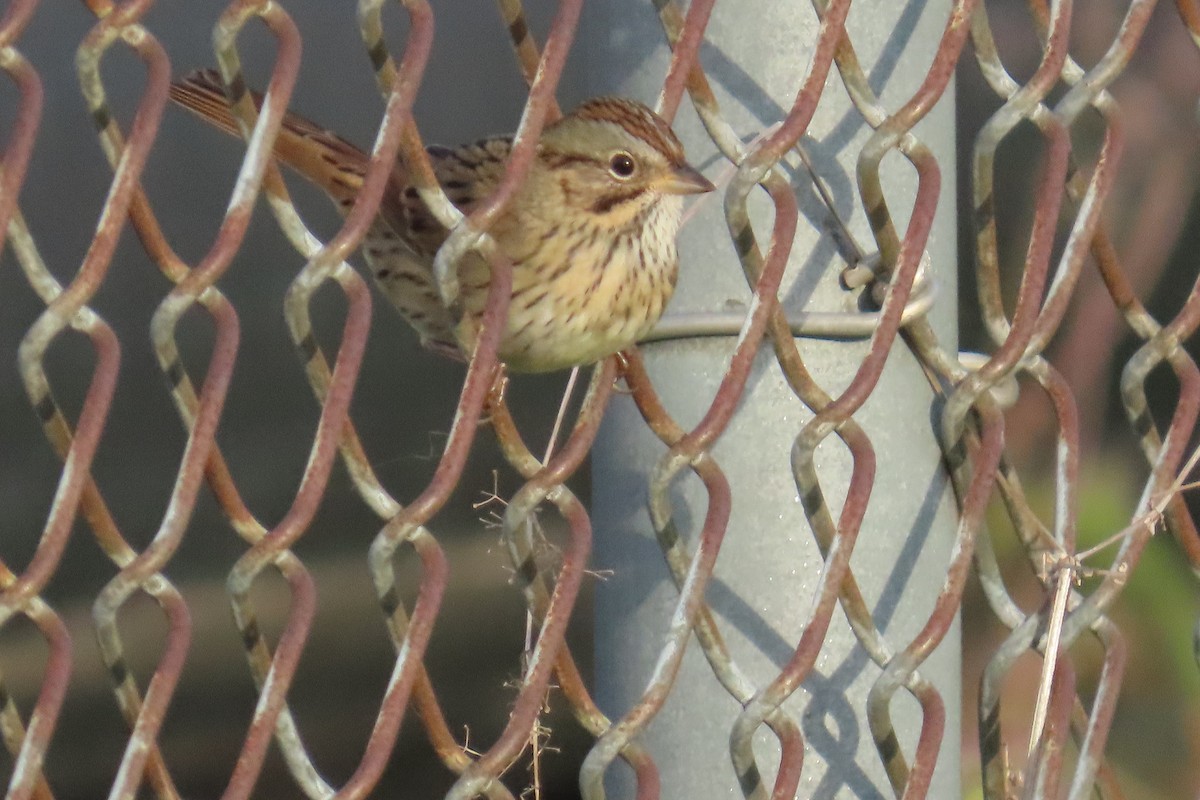Lincoln's Sparrow - ML642215268