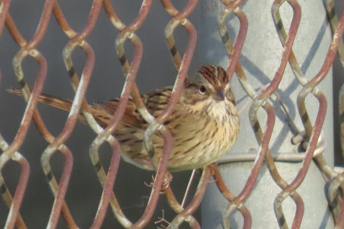 Lincoln's Sparrow - ML642215269