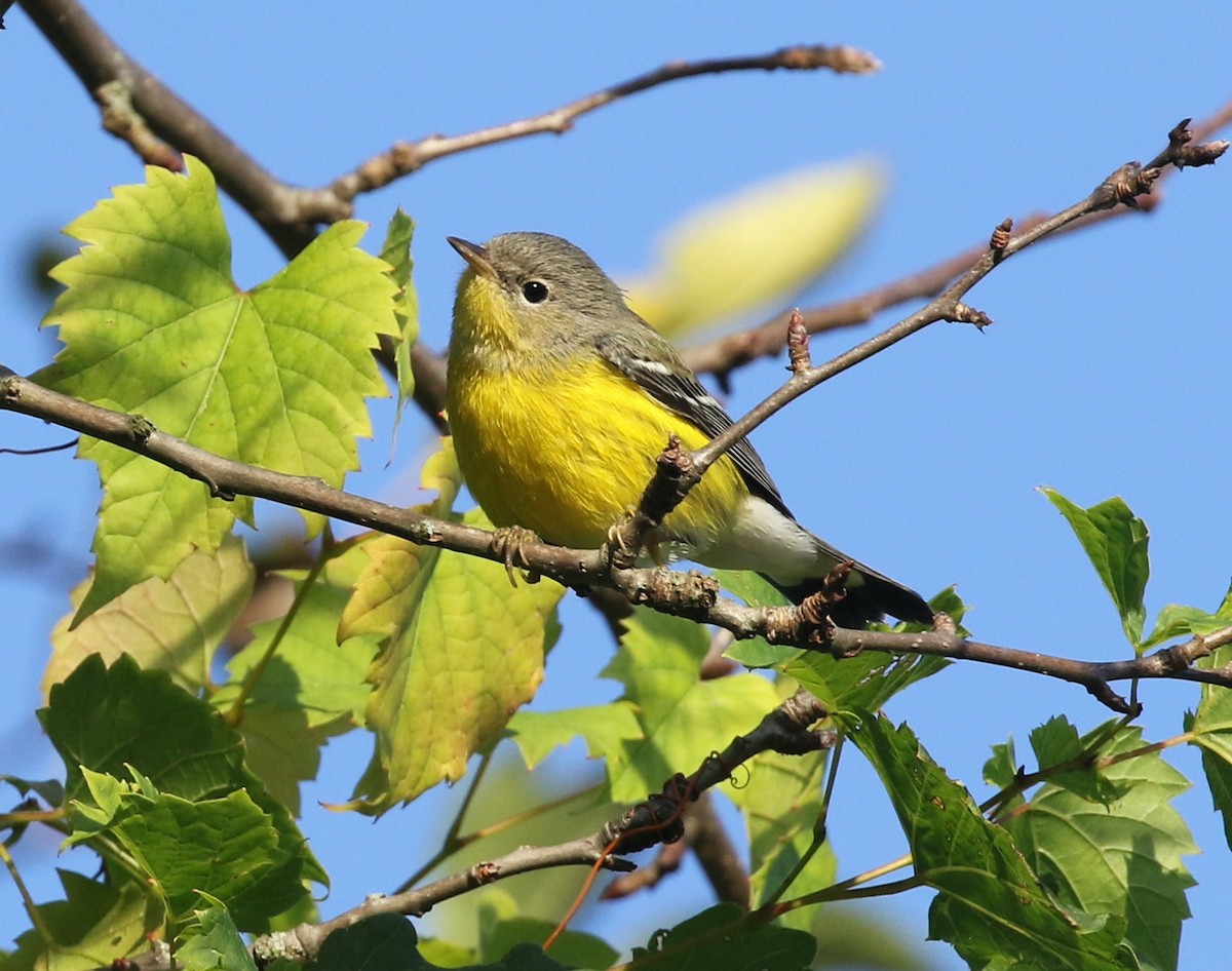 Magnolia Warbler - ML642215275