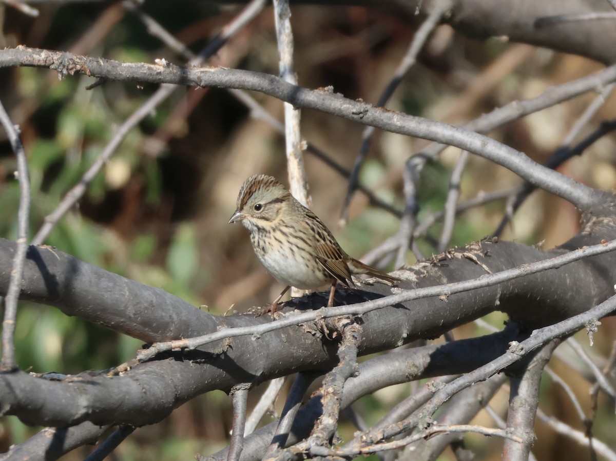 Lincoln's Sparrow - ML642215276