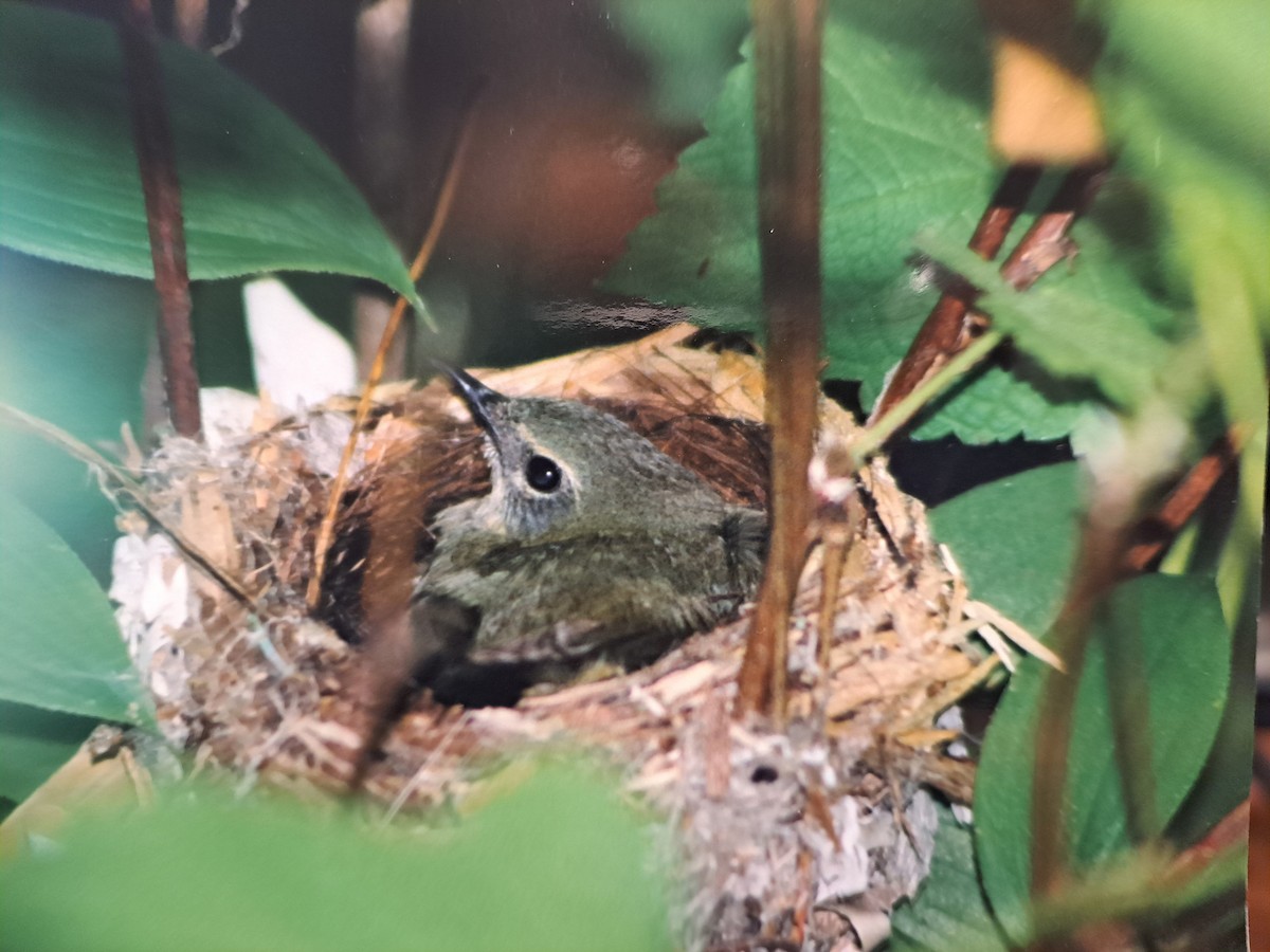 Black-throated Blue Warbler - ML642215277