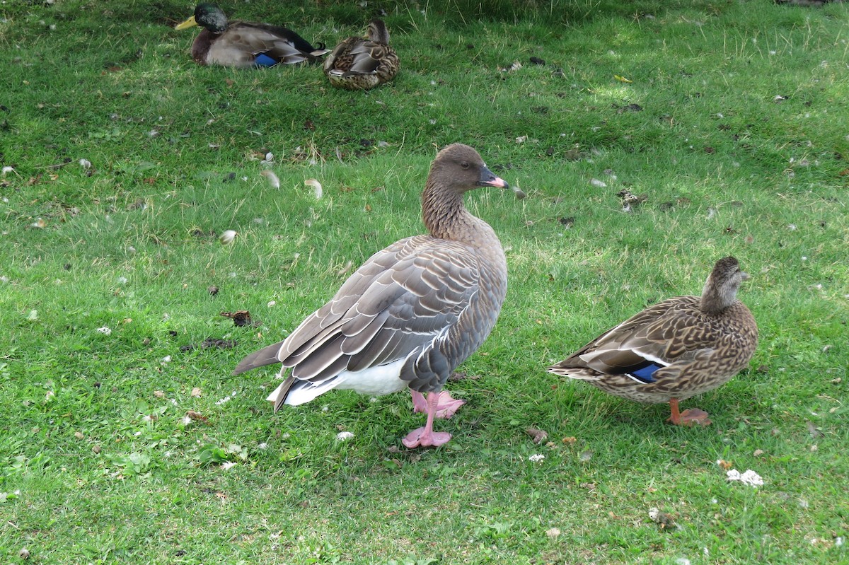 Pink-footed Goose - ML642215280