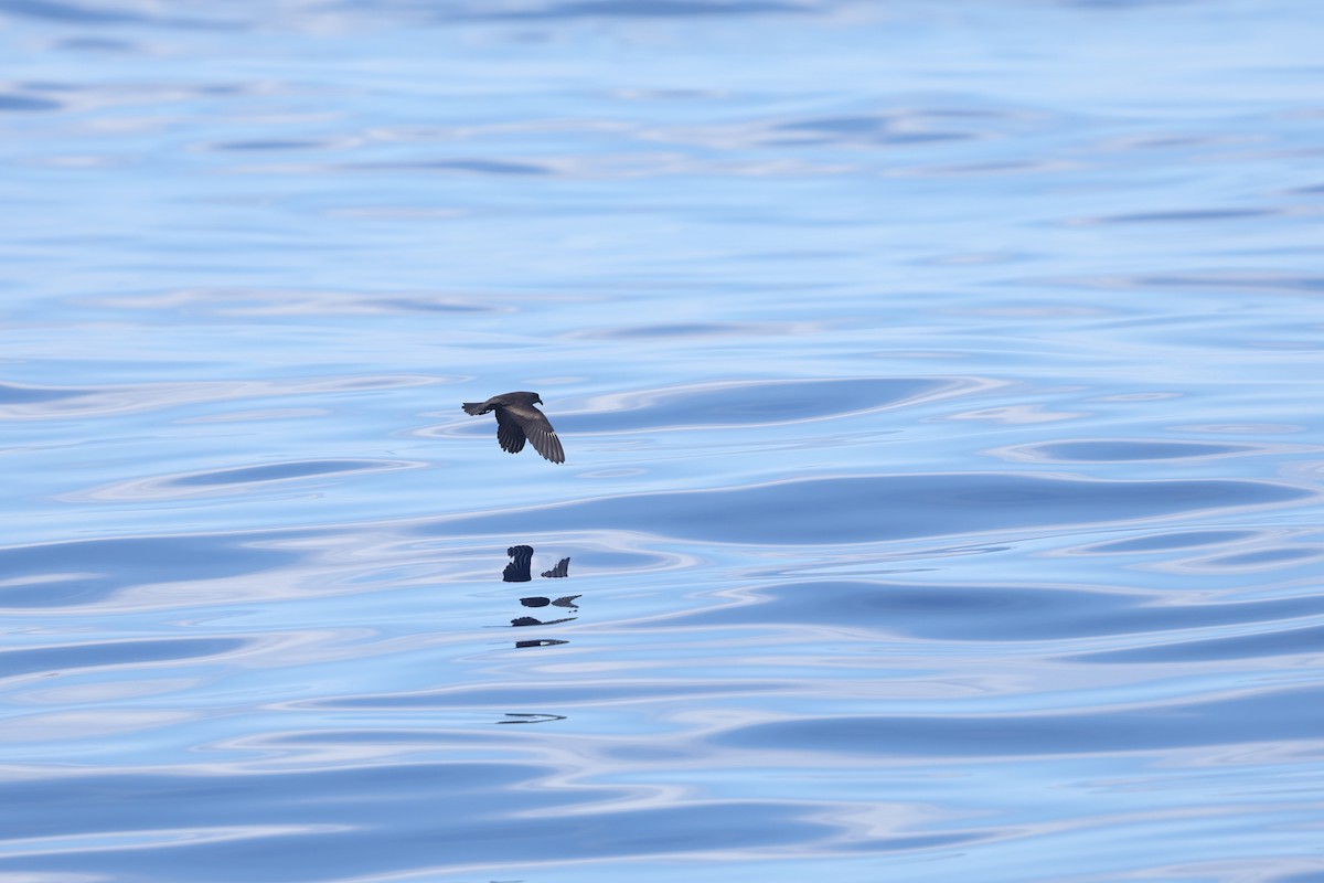 Swinhoe's Storm-Petrel - ML642215281