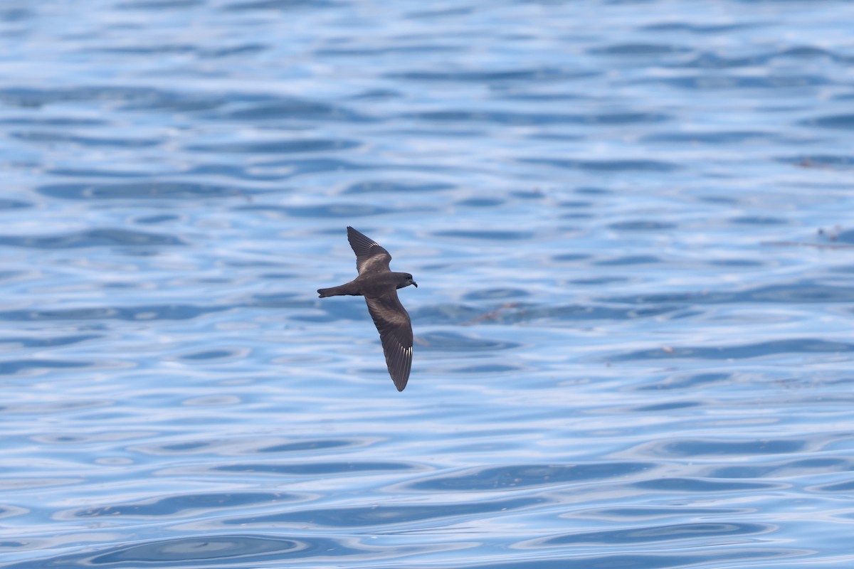 Swinhoe's Storm-Petrel - ML642215282