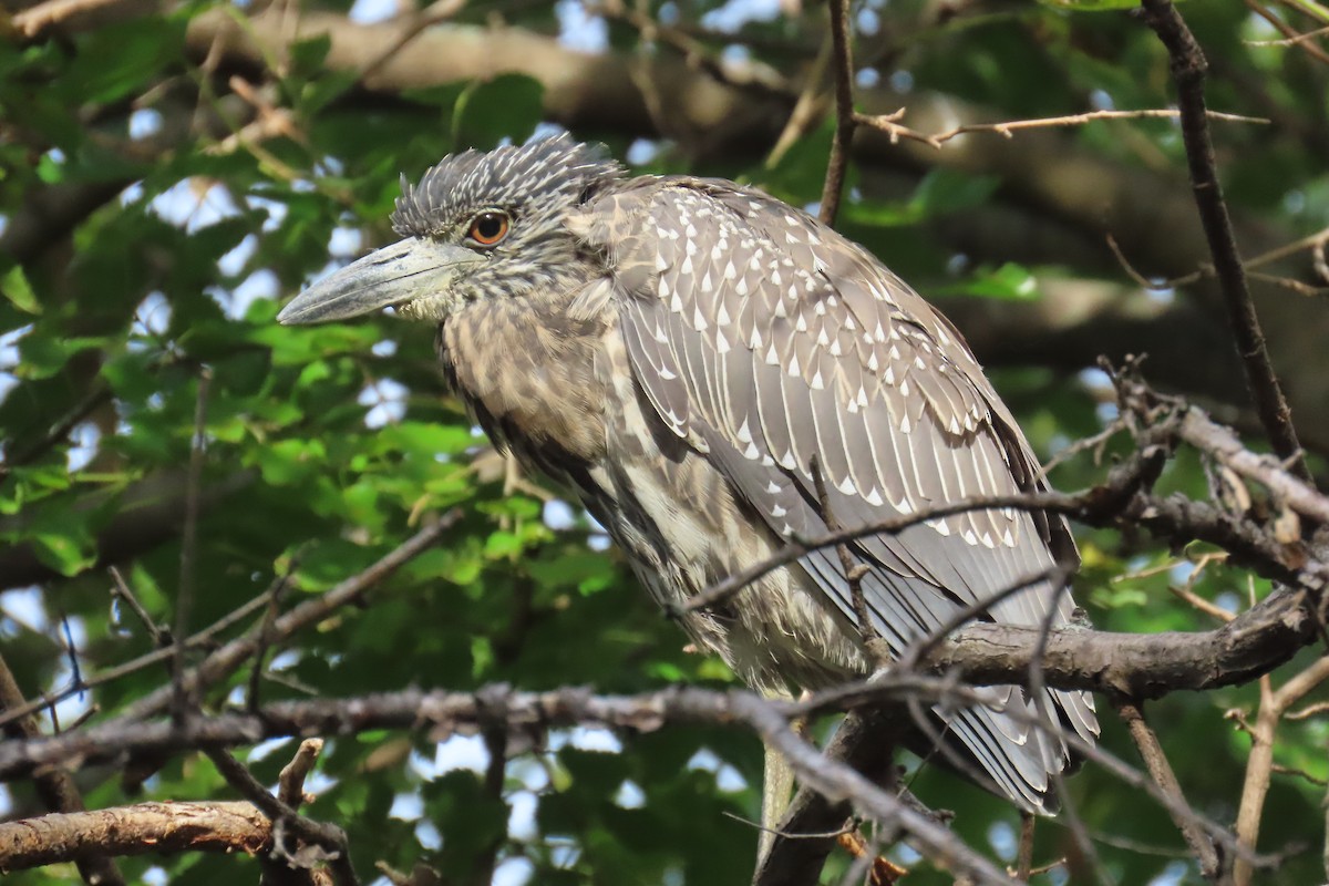 Yellow-crowned Night Heron - ML642215288