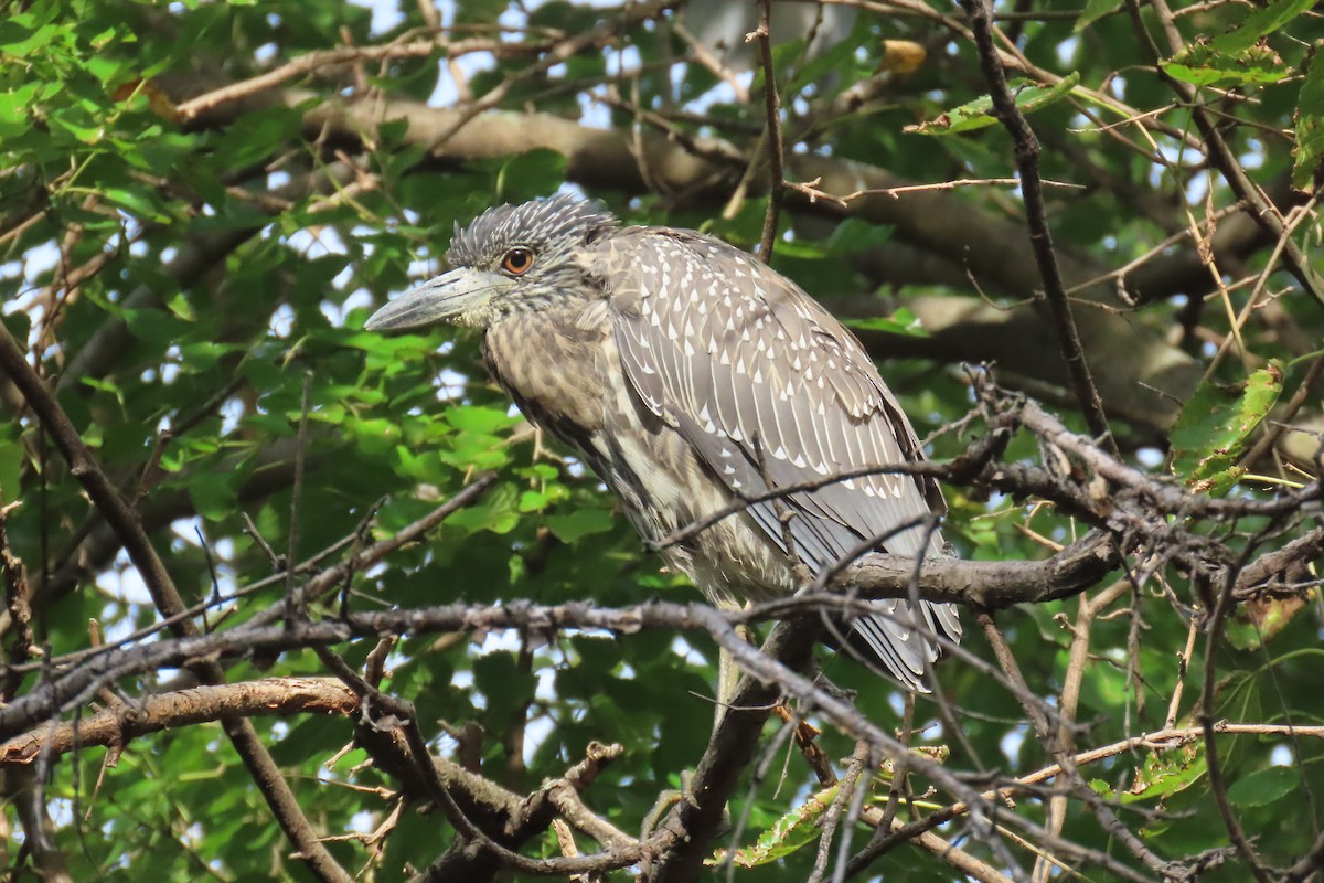 Yellow-crowned Night Heron - ML642215289