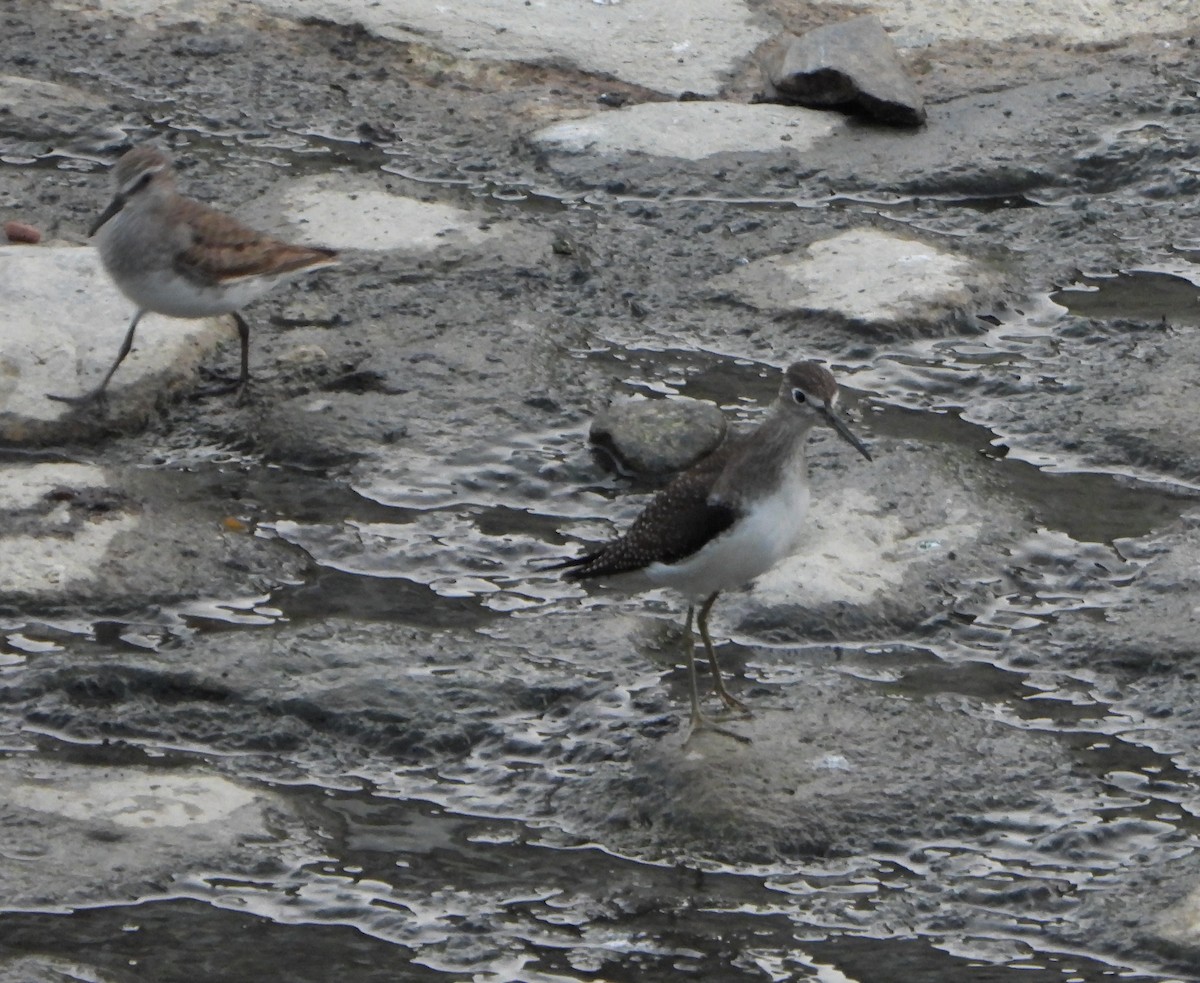 Solitary Sandpiper - ML642215290