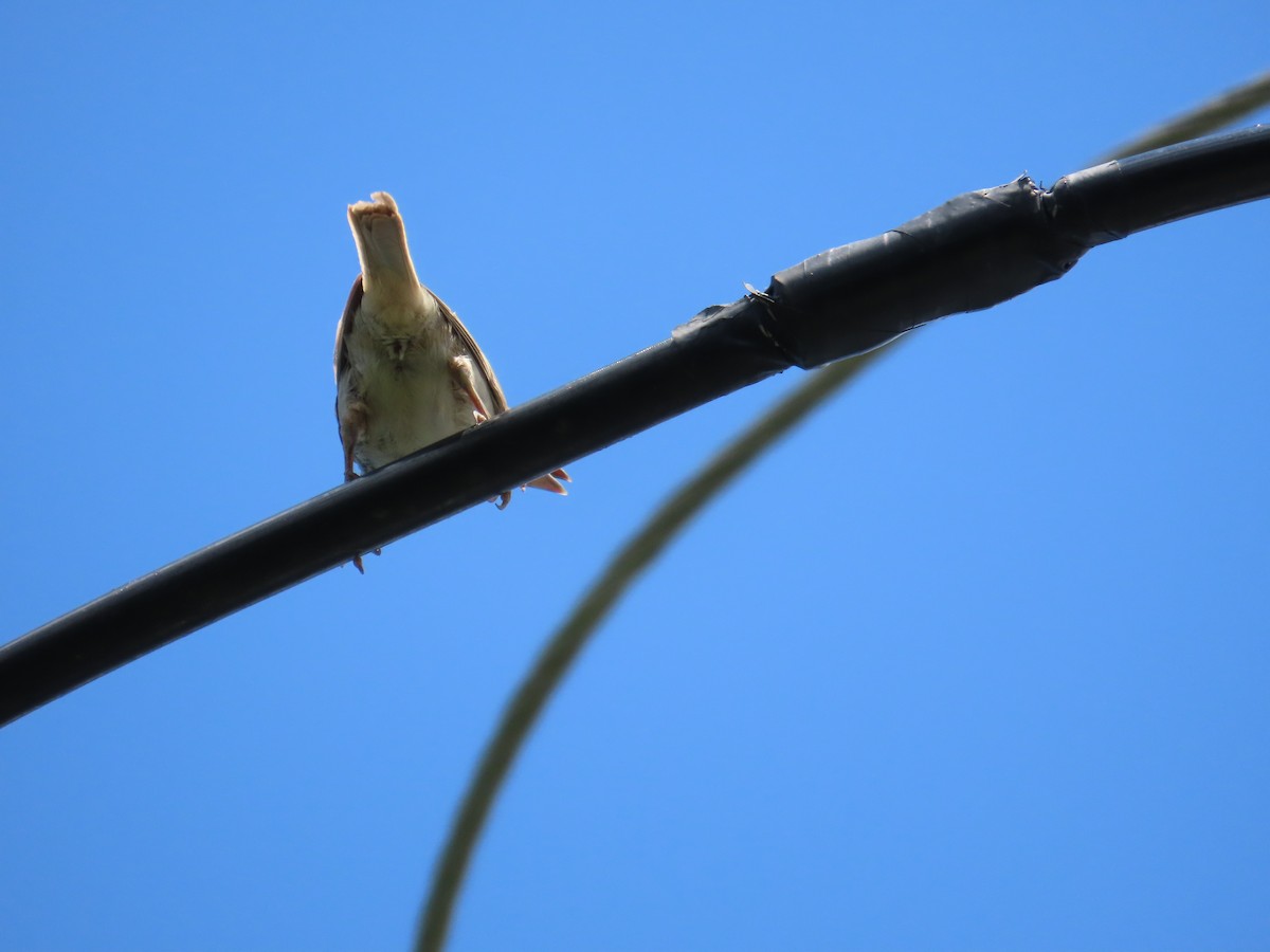 Eurasian Tree Sparrow - ML642215294