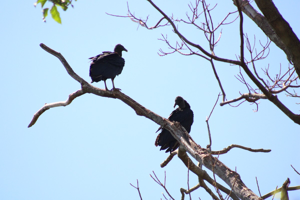 Black Vulture - ML642215300