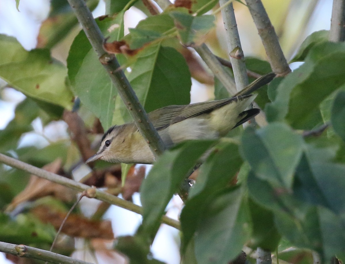 Red-eyed Vireo - ML642215391