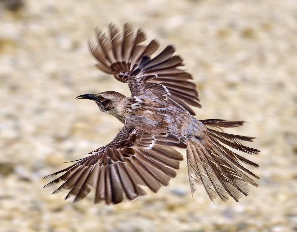 Galapagos Mockingbird - ML642215444