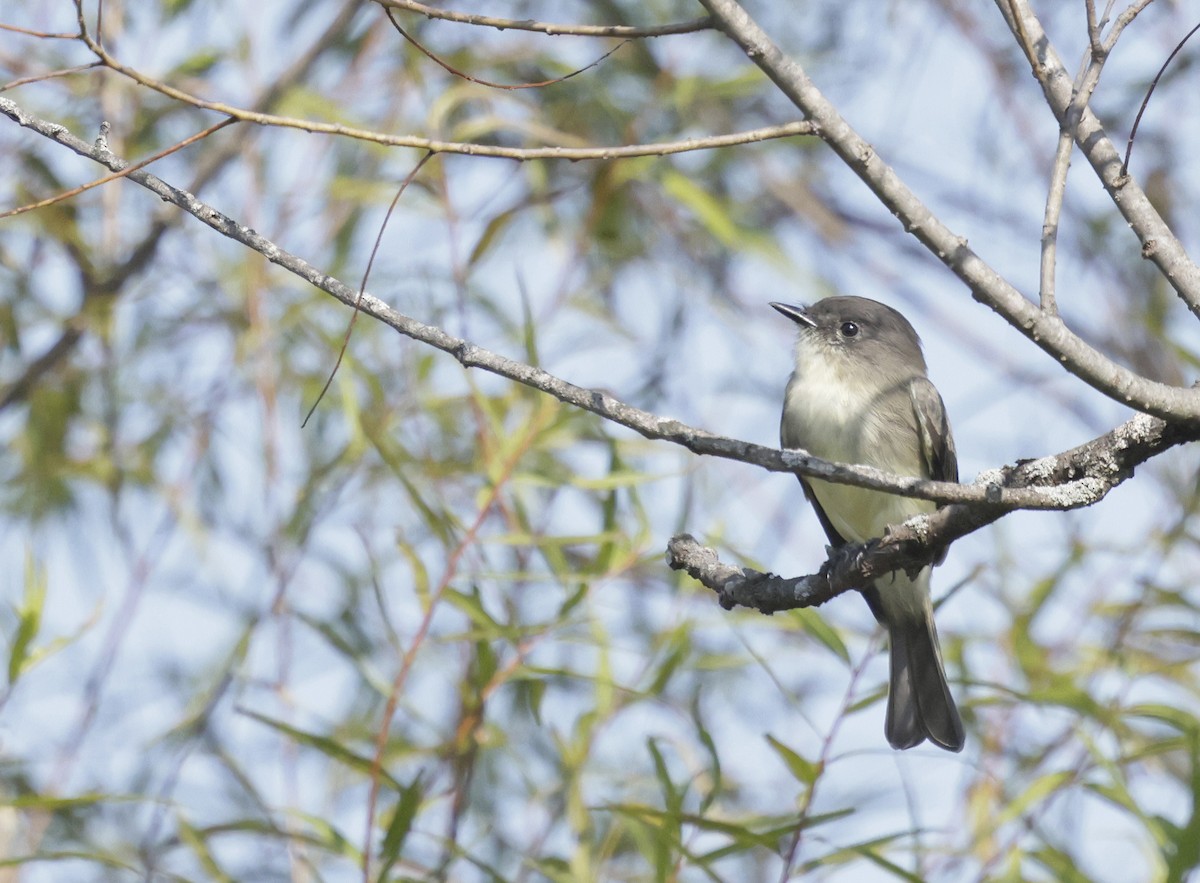 tyranovec domácí - ML642215446