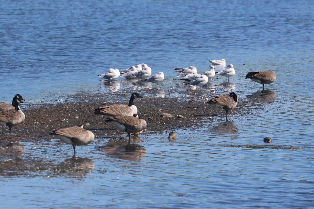 Ring-billed Gull - ML642215464