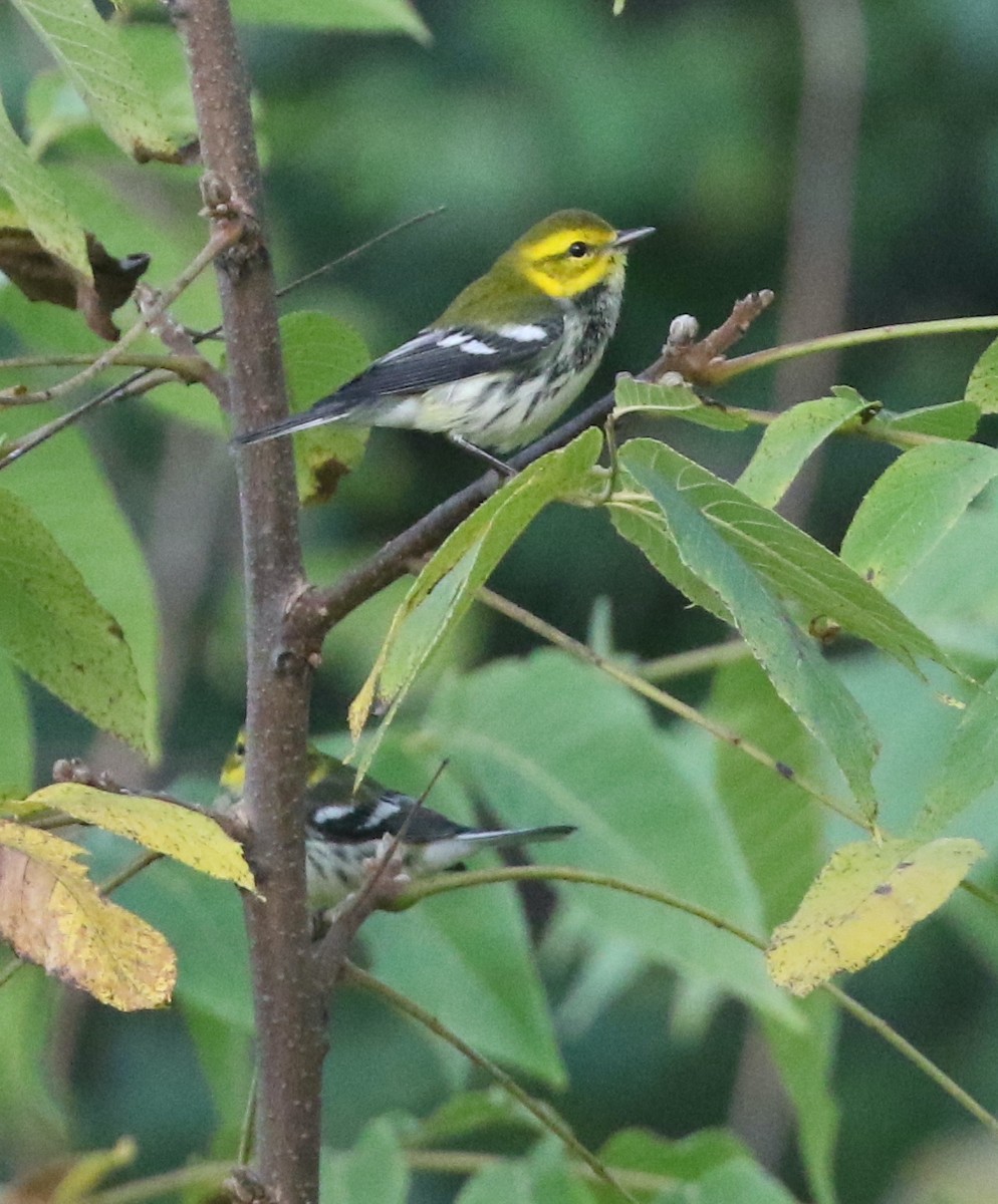 Black-throated Green Warbler - ML642215505