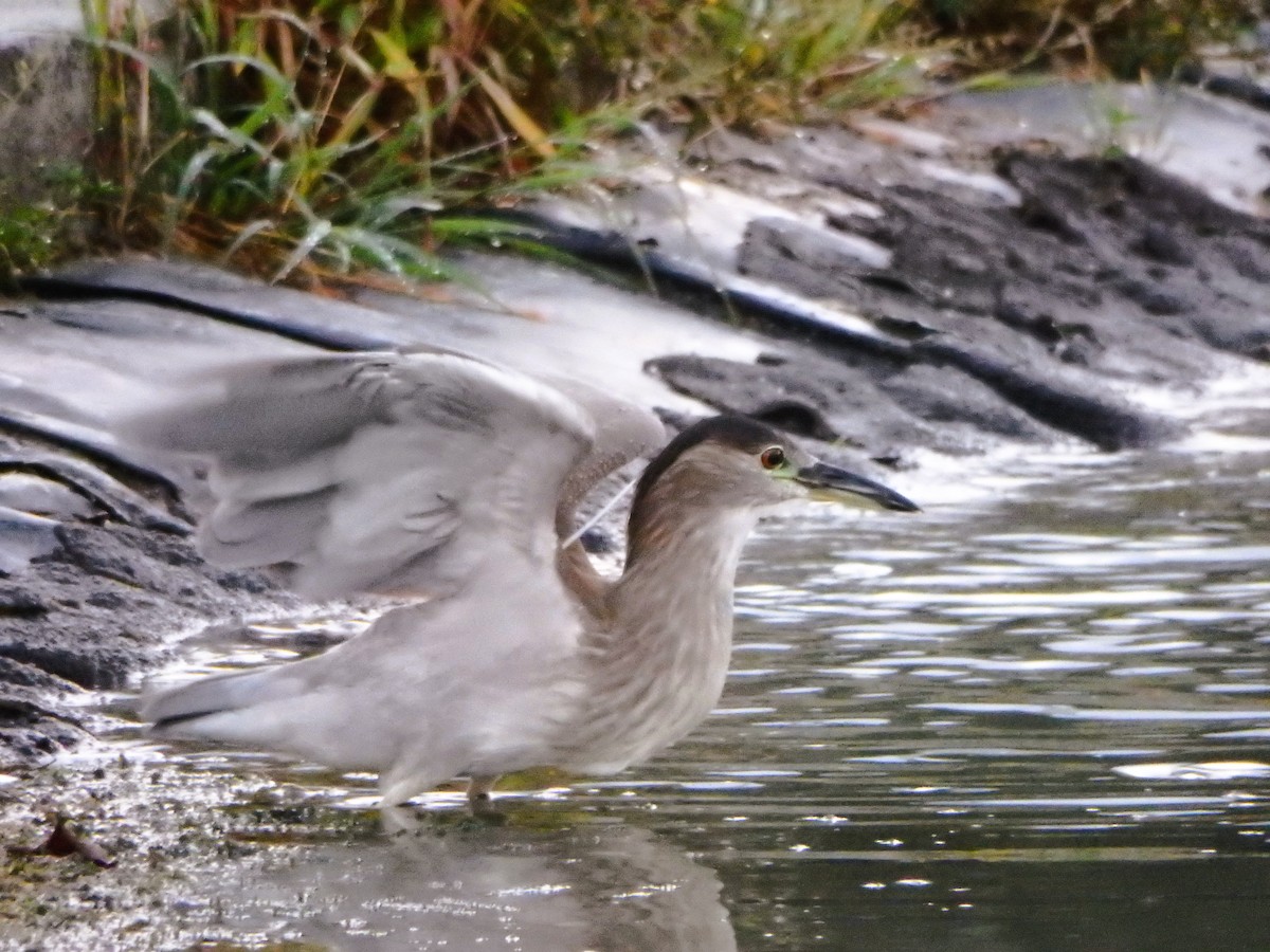 Black-crowned Night Heron - ML642215534