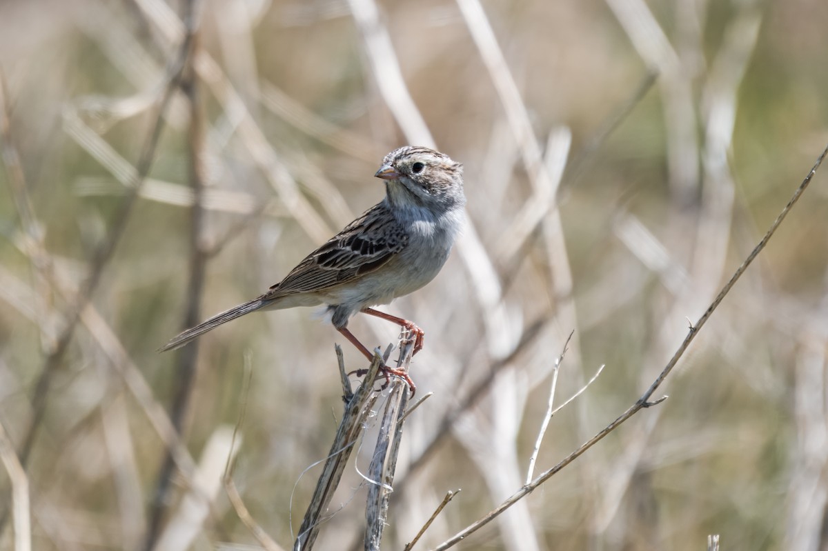 Brewer's Sparrow - ML642215538
