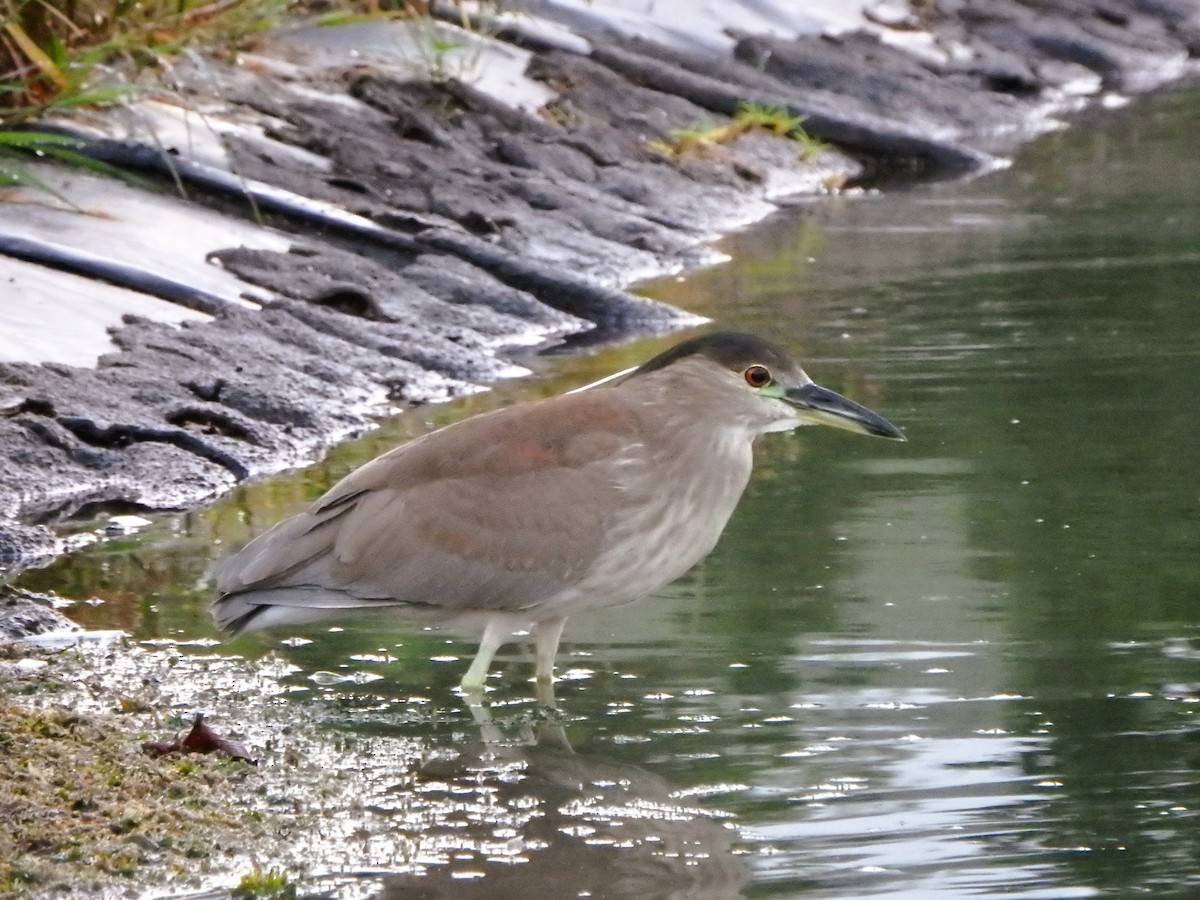 Black-crowned Night Heron - ML642215540
