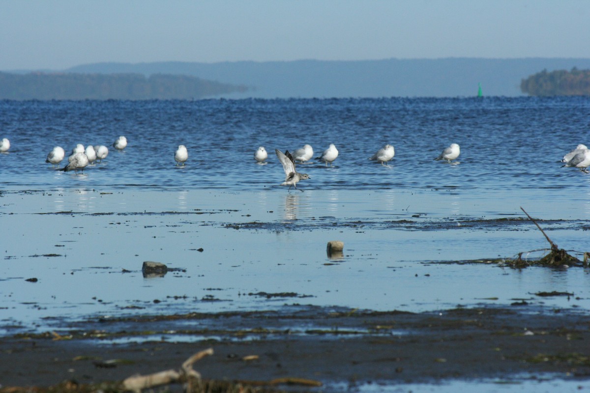 Black-bellied Plover - ML642215541