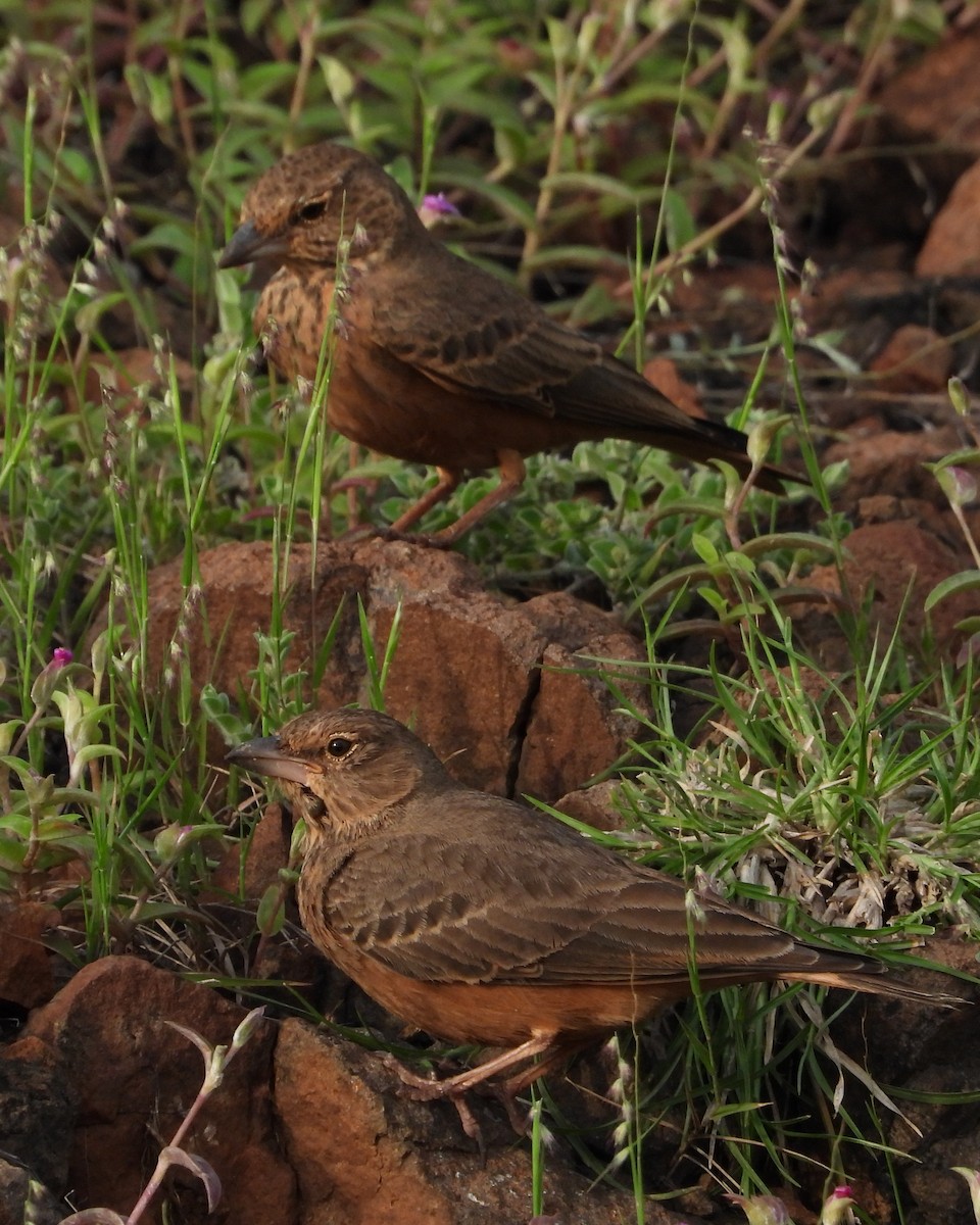 Rufous-tailed Lark - ML642215542