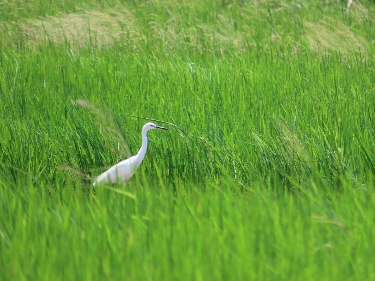 Little Egret - ML642215544