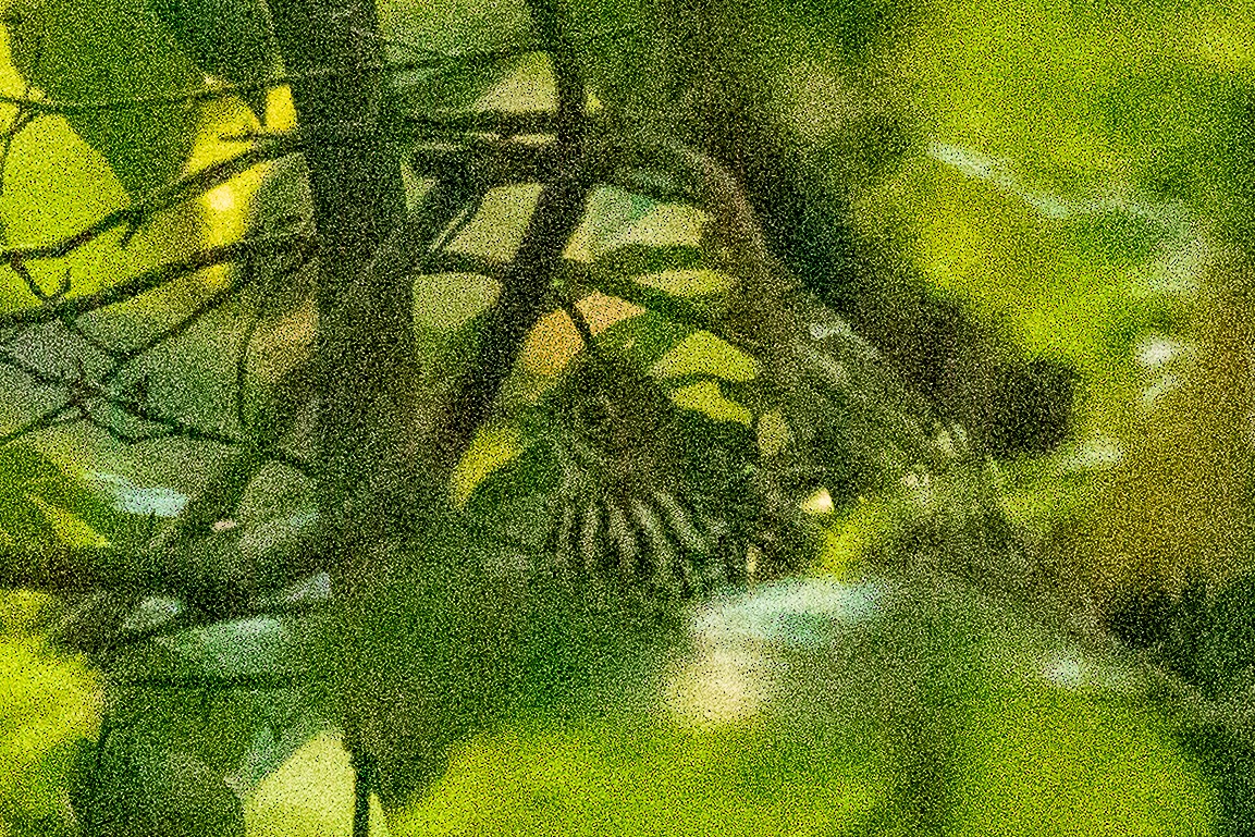 Ovenbird - ML642215545