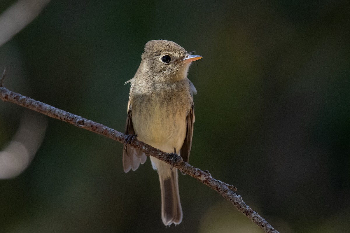 Western Flycatcher (Pacific-slope) - ML642215547