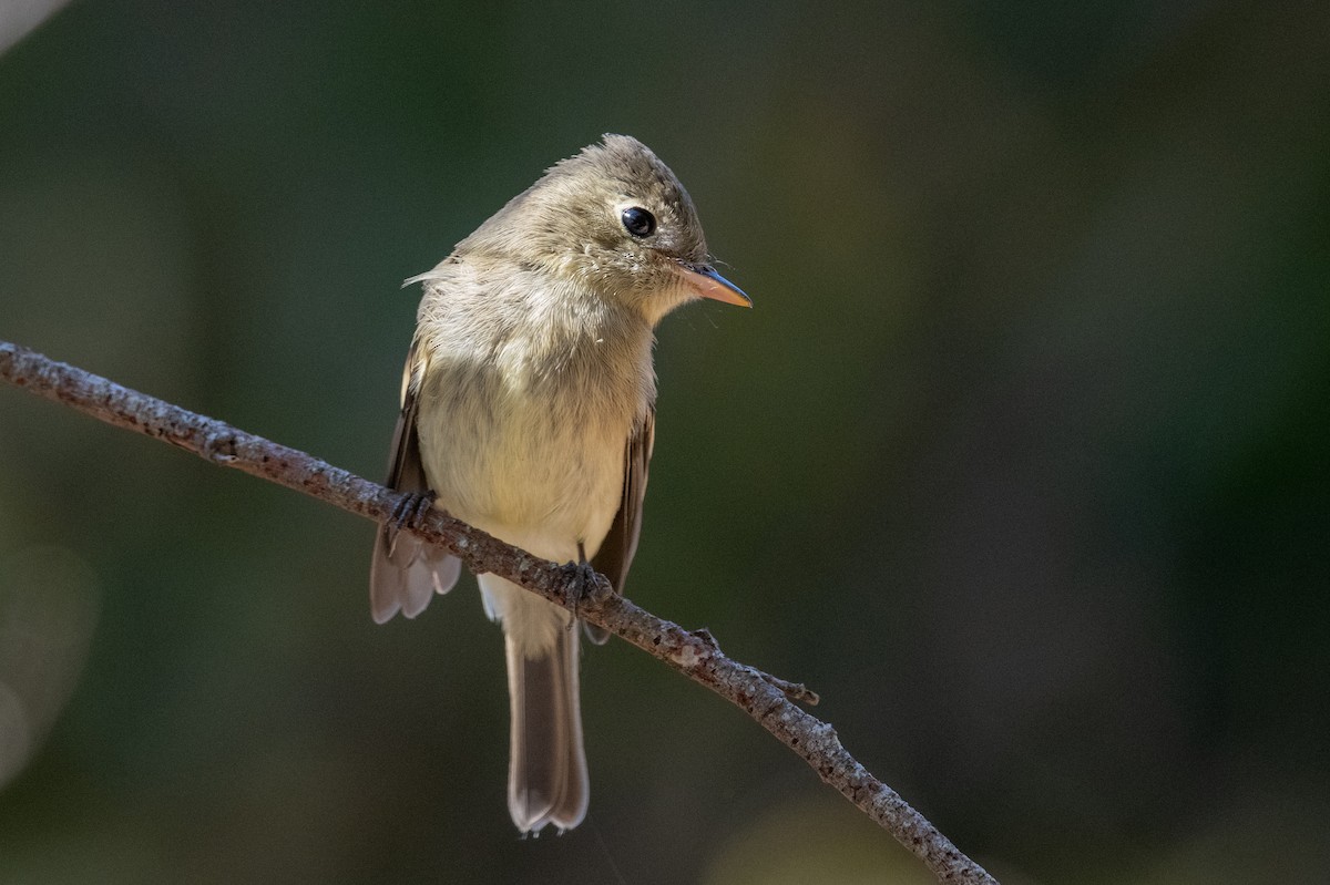 Western Flycatcher (Pacific-slope) - ML642215548