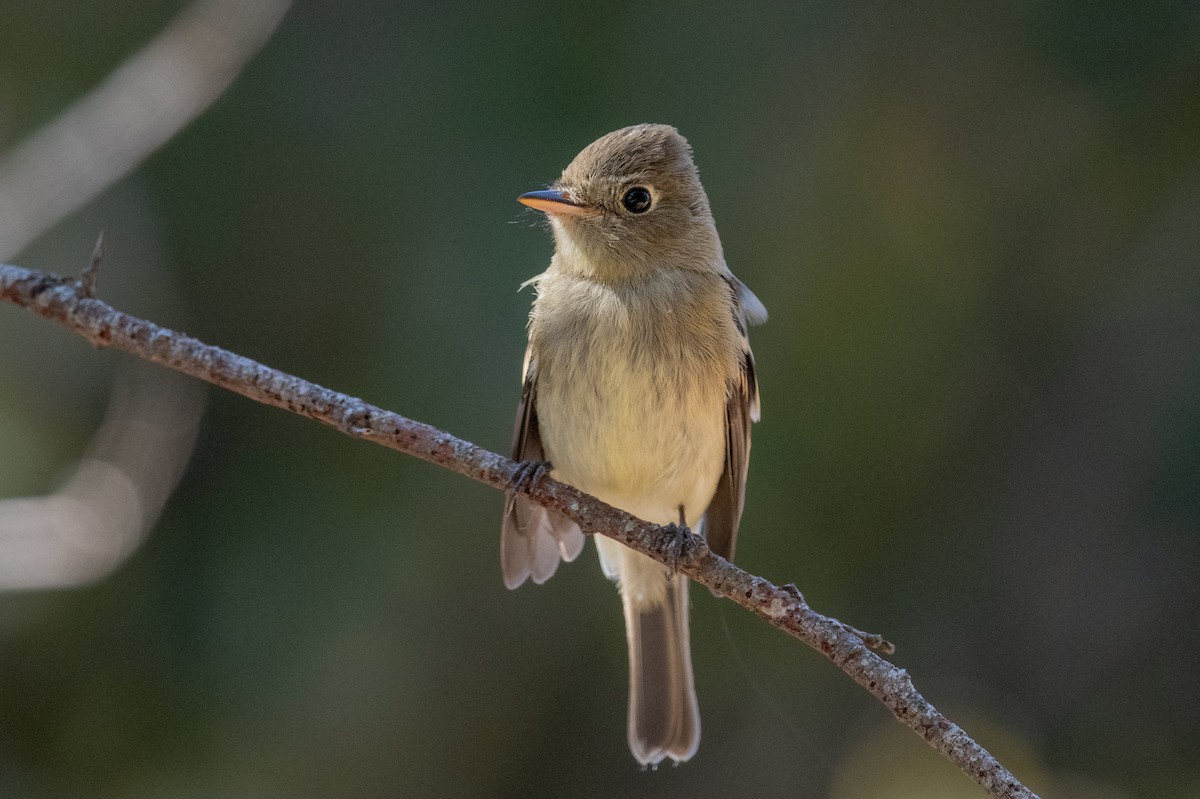 Western Flycatcher (Pacific-slope) - ML642215550