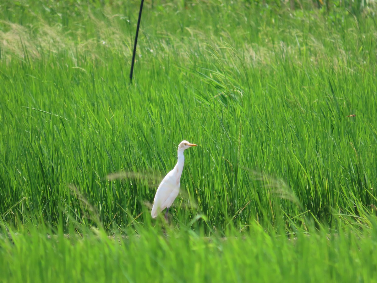 Eastern Cattle-Egret - ML642215552