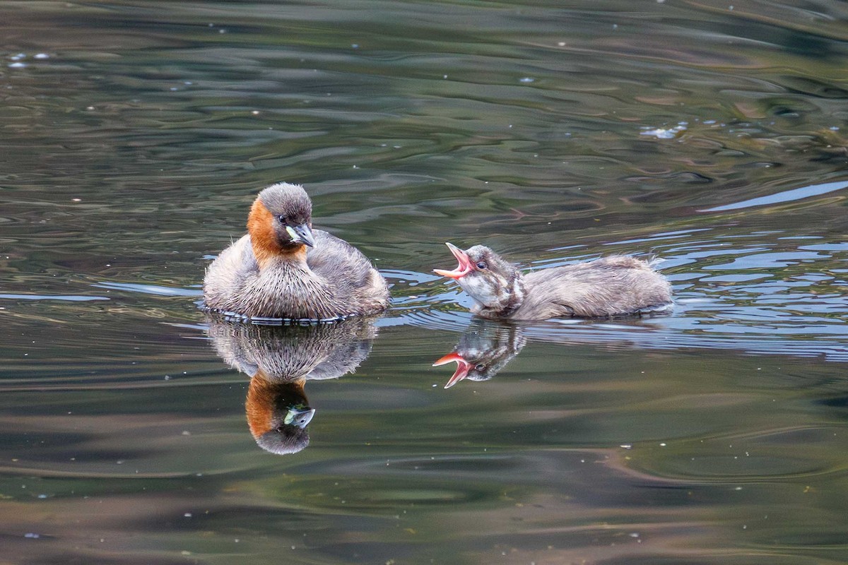 Little Grebe - ML642215554