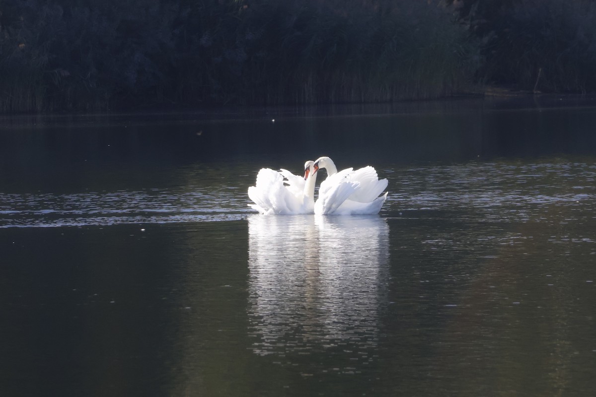 Mute Swan - ML642215555