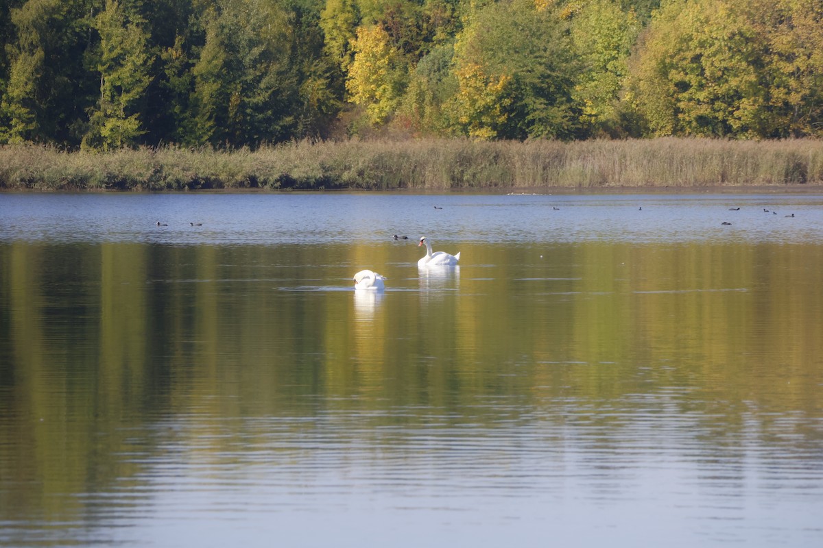 Mute Swan - ML642215557