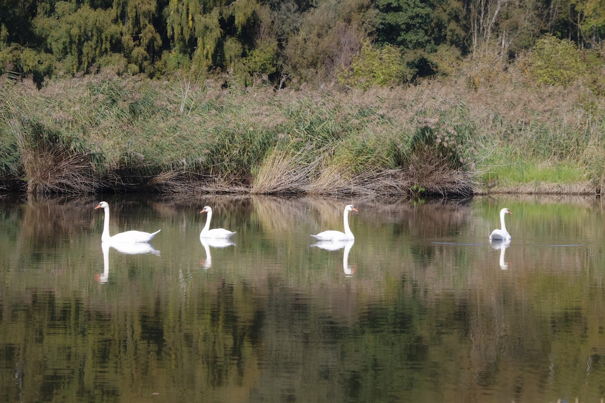 Mute Swan - ML642215558