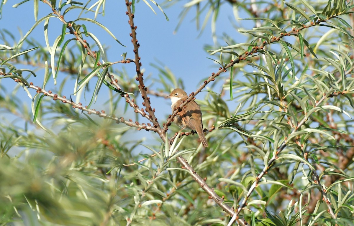 Greater Whitethroat - ML642215561